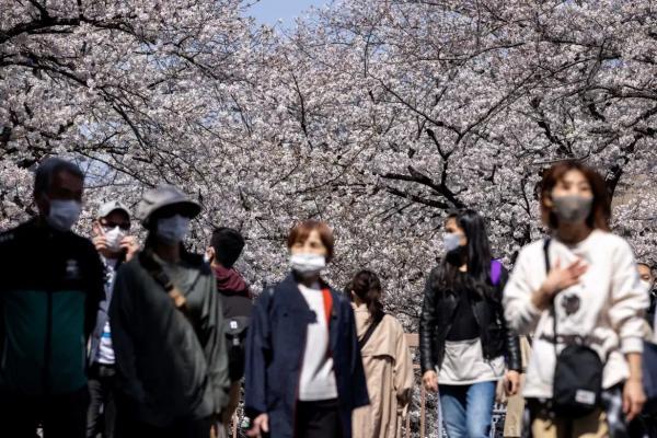 رویش نگران کننده شکوفه های گیلاس در ژاپن