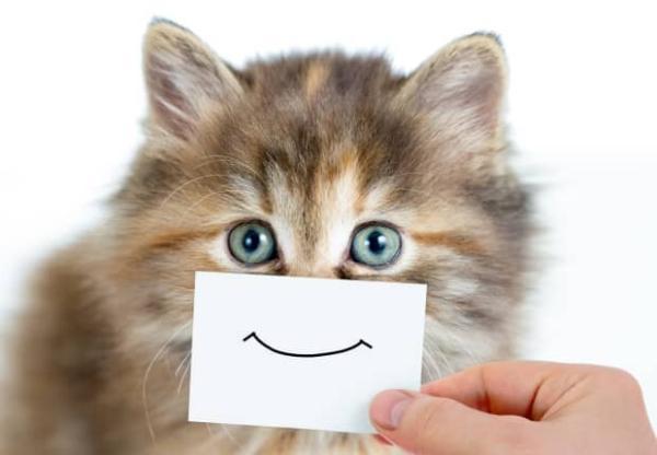تصاویری کمدی از گربه های خانگی ، تصویر این 5 گربه شما را به خنده می اندازد