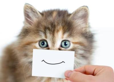 تصاویری کمدی از گربه های خانگی ، تصویر این 5 گربه شما را به خنده می اندازد