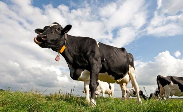 چگونه این گاو سالی 18 تن شیر می دهد؟
