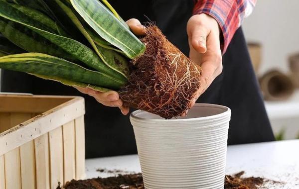 7 مرحله تعویض گلدان برای مراقبت بهاری از گیاهان آپارتمانی