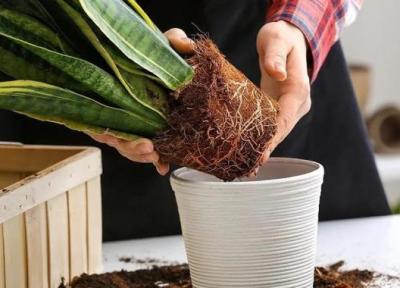 7 مرحله تعویض گلدان برای مراقبت بهاری از گیاهان آپارتمانی